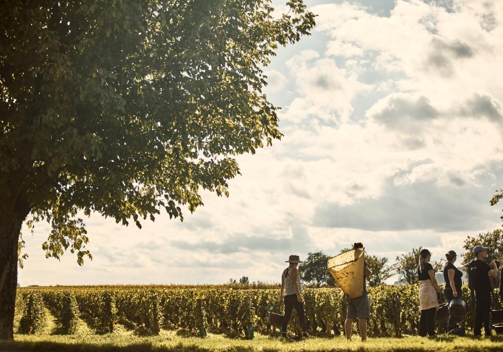 Burgundy vineyard